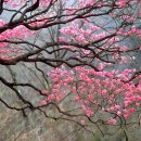 이 아름다운 강산 이 황홀한 사월의 봄 이미지