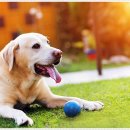 아담스펫 강아지분양 고양이분양 강남점 이미지