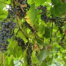 덕풍황토방 이미지