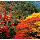 하얀물안개 이미지