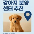 더나은펫샵 | 인천 강아지 분양 펫샵 추천 BEST 3 (2025년 후기 기반)