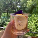 신스포레스트 이미지