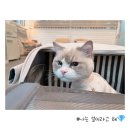 야옹아놀자 마곡점 이미지