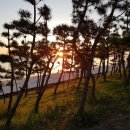 도니조아 이미지