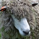 정도축산 이미지