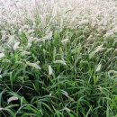 강아지풀 이미지