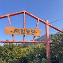 노을과포도향기 | [제철살이] 12월, 제주에 머물다.(Day 4):서귀포의 겨울 풍경