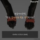 안녕펫 이미지
