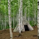 자작나무숲 가는 길 이미지