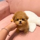 대구강아지분양 럽댕 이미지