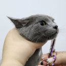 고양이무마취미용 무냥무냥 대구점 이미지