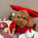 아이몽 애견 유치원 | 25년 12월 두리 일상