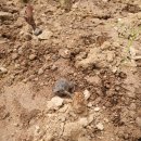 맹꽁이농장 이미지