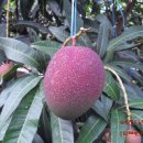 봉수농장 이미지