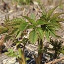 인제농장 이미지