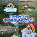 쮸쮸치킨 - 동구 | 가평 항아리바위계곡 (장사바위계곡) 애견동반 가능해요! 주차 취사 정보