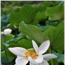 너른공원 이미지