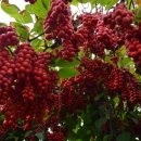 거창오미자영농조합법인 이미지