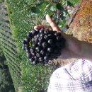 회인농장 이미지