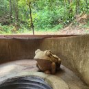 우물청과 이미지