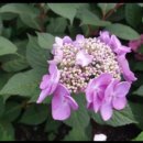 안해님농장 이미지