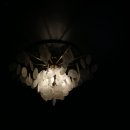 호텔 로제토 이미지