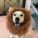 젤리베어 홀리데이 이미지