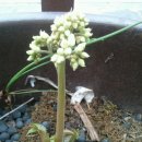 영월 동강오토캠핑장 이미지