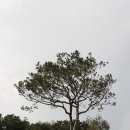 단구대 | 원조 한류 추사 김정희를 찾아 떠나는 인문학 이야기[충남역사문화연구원]