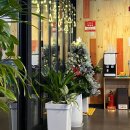 꼬꼬순이 초롱꽃점 이미지