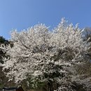 남파로 | 안성 당왕동 중식 맛집 천안문 | 서운산 등산 후 간짜장 소고기 짬뽕 제대로 먹고 온 후기