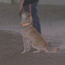 필애견훈련학교 이미지