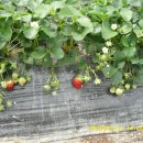 연무농장 이미지