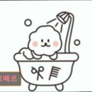 몽끄베르 | 대구 반려동물비용 애견미용 강아지 고양이 몽끄베르 반려동물 맞춤 케어 전문