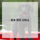 건강한 강아지 이미지