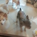 일마레 동물 메디컬 센터 이미지