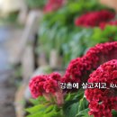 트로트_강촌에 살고지고_작사 권오정_가수 핑크베리 󰌶 작·편곡 SUNO 󰌶 기획 producer 윤기영 이미지