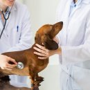 원주더봄동물의료센터 이미지