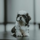 김포보듬동물의료센터 | 김포동물병원 믿고 찾는 김포 씨엘동물의료센터 후기