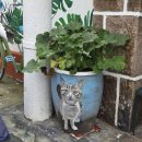 치킨마루(정자동신점) | 2025 칭다오 넷째날 ( 시남구 해안가 소어산 )