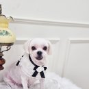 디어 마이 독 이미지