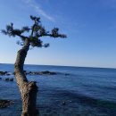 감포 더 고아라 비치 펜션 이미지