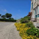 (주)삼다도횟집 | 제주 삼다도 횟집 본점 점심 특선 메뉴 골고루 먹어본 후기 ㅡ초밥,물회,전복죽,회덮밥