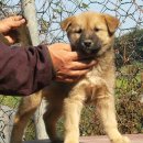 하룻 강아지 이미지