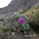 6/17일~25일(8박 9일) 키르기스스탄 천산산맥(天山山脈) 트레킹/ 4일차~ 9일차 이미지