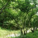 보리수화장품