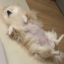 씨유제주516도로점 | 2026년 3월 첫째주 둘째주 일상 제주 유채꽃과 찾아온 봄이렷다~