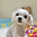 아미고펫 이미지