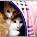 성일할인마트 이미지