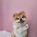 이쁘개 애견샵 이미지